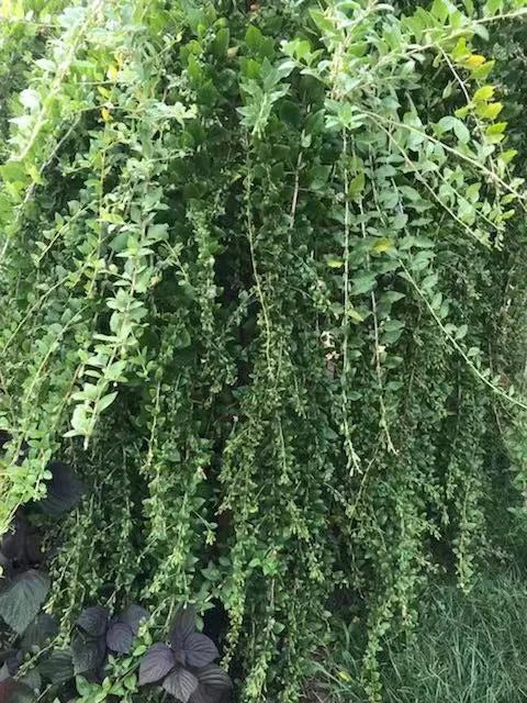 Goji Berry Cuttings - 12 Fresh Cuttings - Lycium barbarum - Ideal for Home Garden - Nutrient-Rich & Easy to Grow