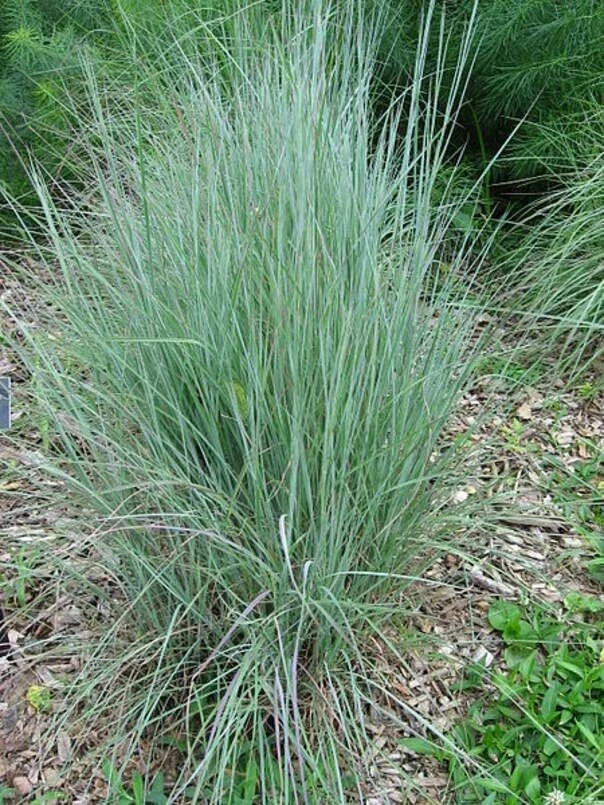 Little Bluestem Grass Seeds - 100 Count - Ornamental Perennial - Schizachyrium scoparium - Drought-Resistant Native Grass