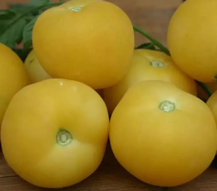 Garden Peach Tomato Seeds - 50+ Indeterminate Rare Vegetable Seeds (Solanum lycopersicum) for Fresh Salads and Slicing