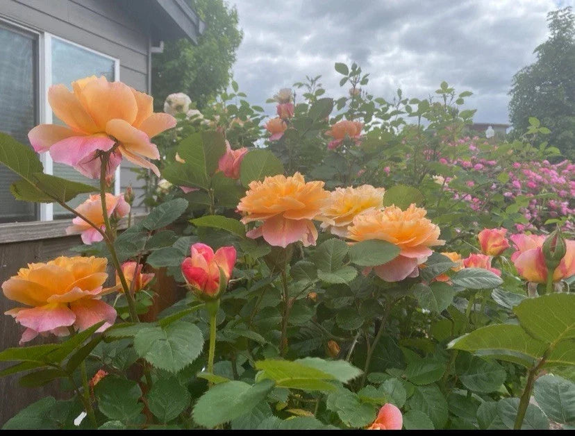 Heirloom Rose Cuttings 5-8" The Impressionist™ 3 Stems Rosa spp. Unrooted Fresh Cuttings for Propagation Gardening