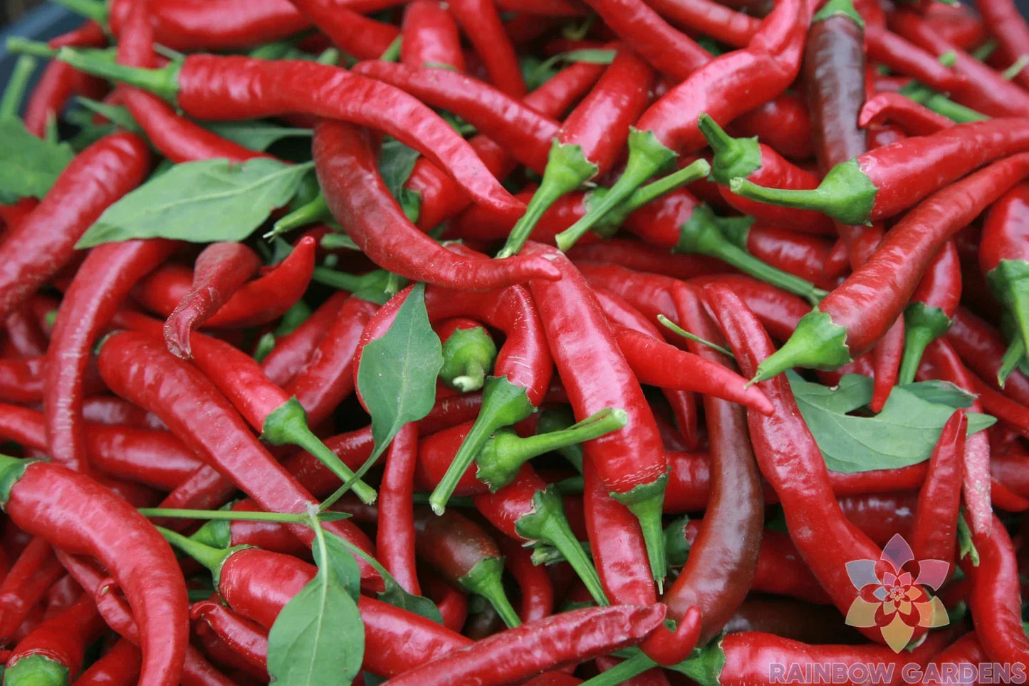 Carolina Cayenne Hot Pepper Seeds - 25+ Pack for Garden Planting - Capsicum annuum - USA Grown, Free Shipping