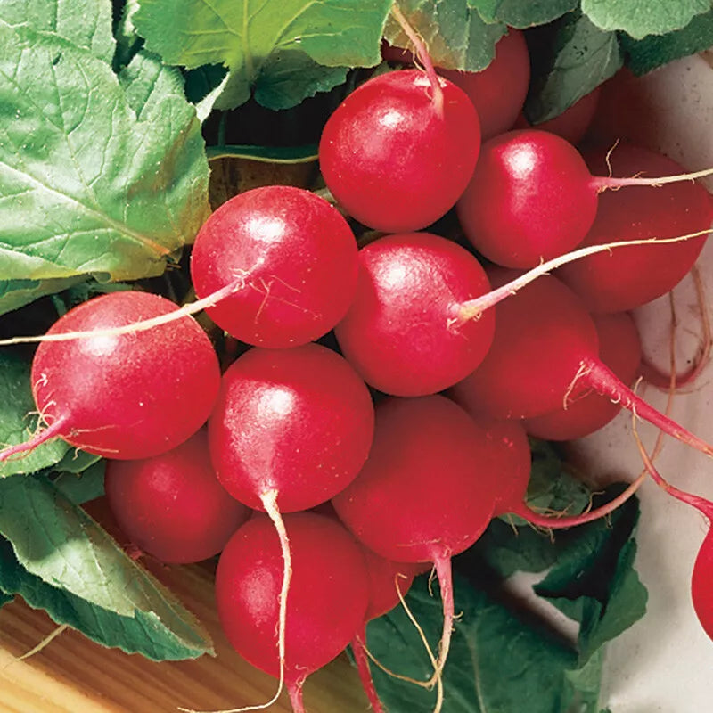 Cherry Belle Radish Seeds - NON-GMO, Fast Harvest, Bright Red Round Roots, Raphanus sativus, Multiple Sizes Available