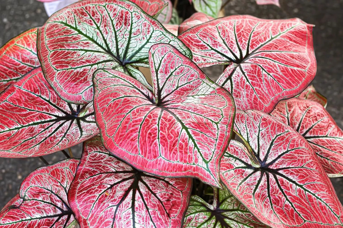 Scarlet O'Hara Caladium Bulbs - 6 Count - Colorful Perennial - Caladium bicolor - Perfect for Shady Gardens
