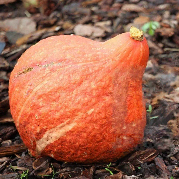 Golden Hubbard Squash Seeds - 20+ Count Heirloom Vegetable Seeds - Cucurbita maxima for Home Gardens