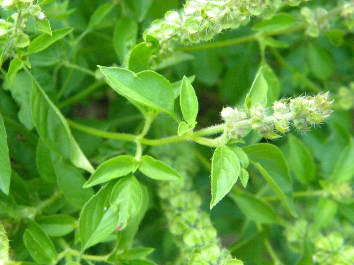 Lemon Basil Seeds, NON-GMO, Lao Basil Manglak Variety, Ocimum basilicum, Multiple Sizes Available