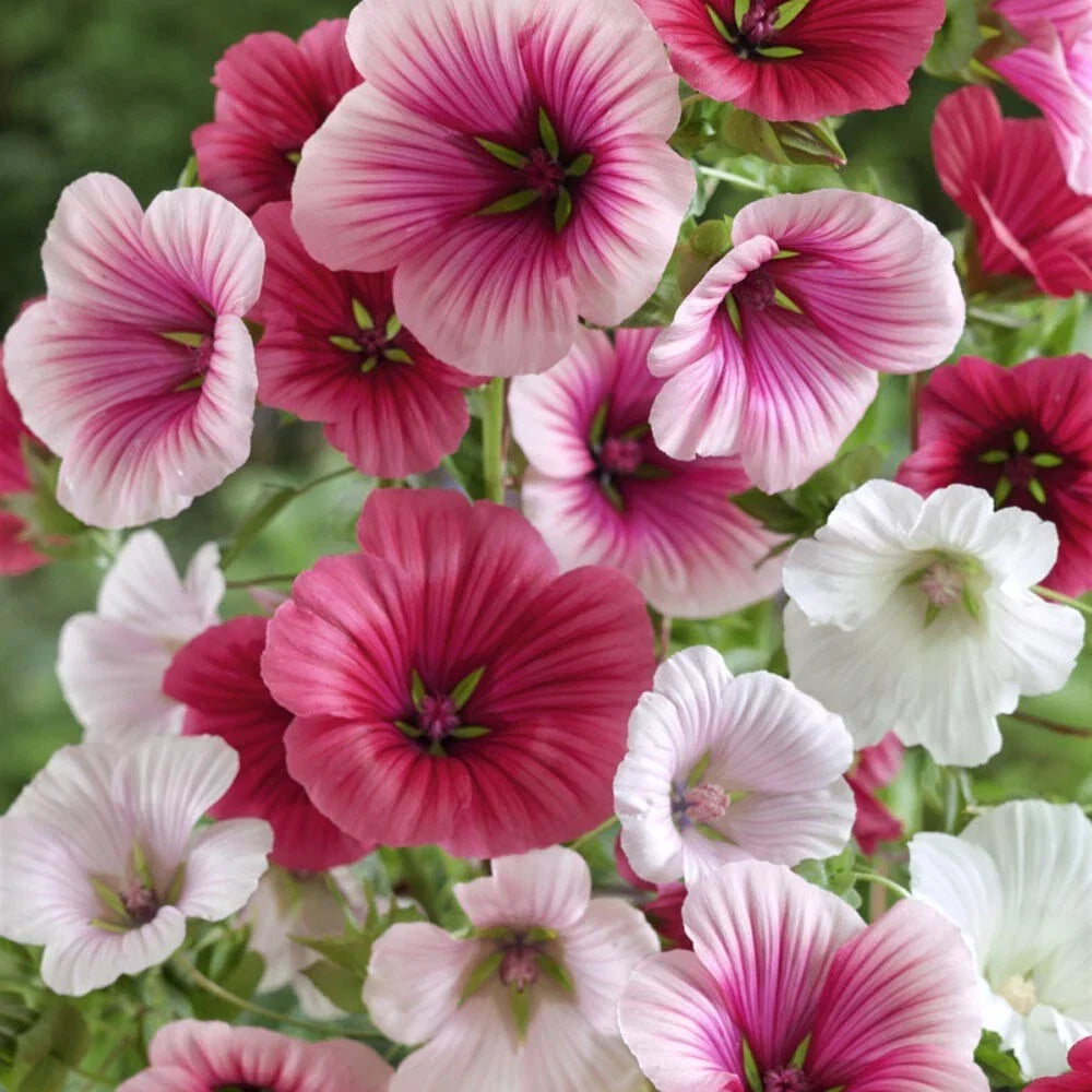 Malope Trifida Seeds | Dwarf Rose Mallow | Non-GMO | Easy to Grow Garden Flowers | Pink, Red, Purple Blooms