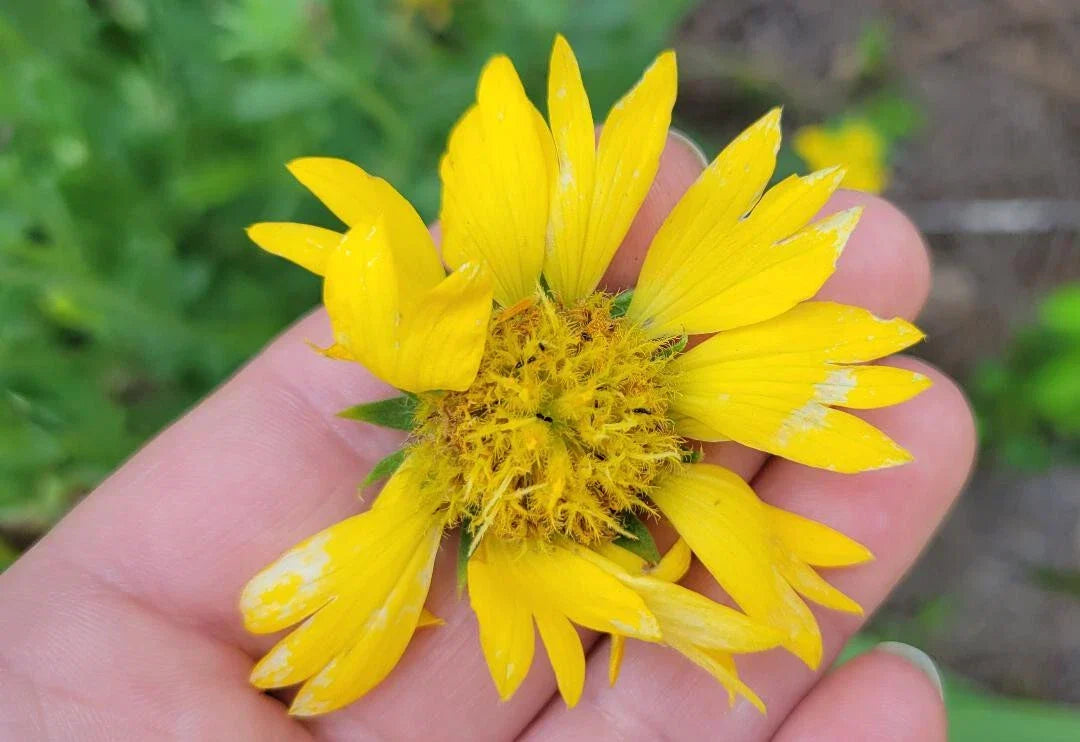 Yellow Blanket Flower Seeds | 25 Seeds | Gaillardia Aristata Aurea Pura | Butterfly Attracting, Drought-Tolerant Perennial