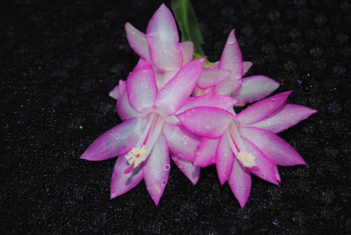 Christmas Cactus Starter Plant - Aurea - Schlumbergera Truncata - Healthy Well-Rooted Indoor Plant for Home Decor or Gifting