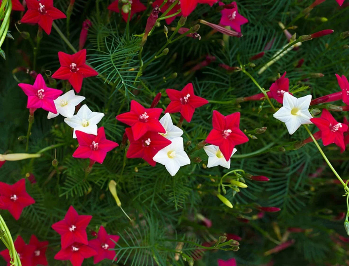 Cypress Vines Seeds - 50+ Flowering Hummingbird Vine Seeds - Ipomoea quamoclit - Fast-Growing Garden Climber