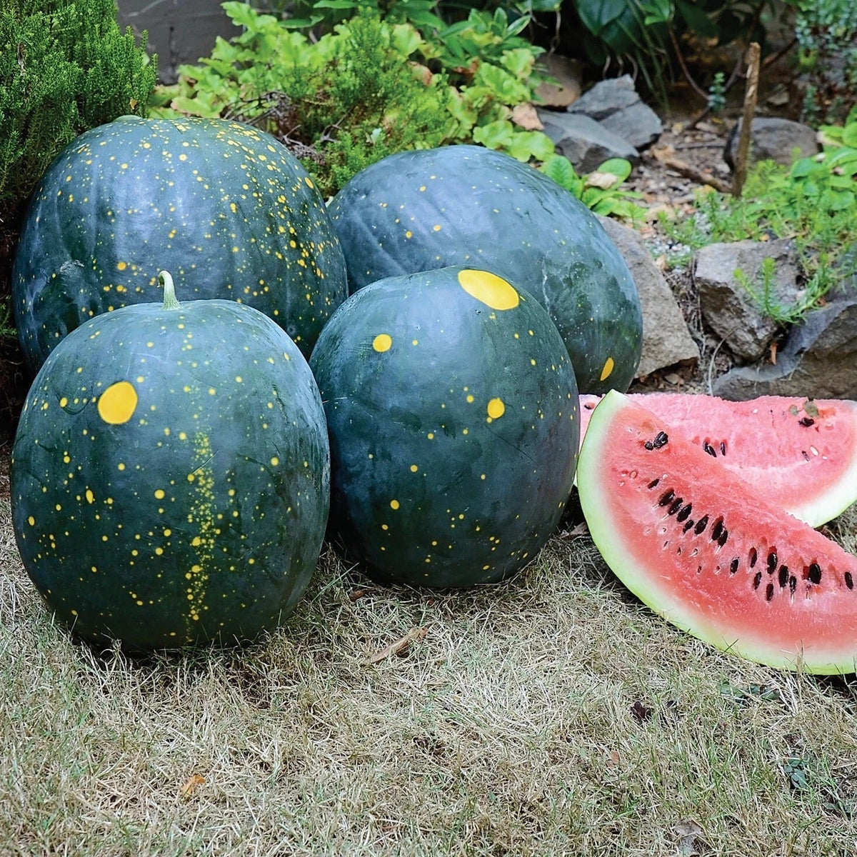 Heirloom Moon and Stars Red Watermelon Seeds - Organic Non-GMO - 10 Seeds - Citrullus lanatus - Sweet Juicy Watermelons