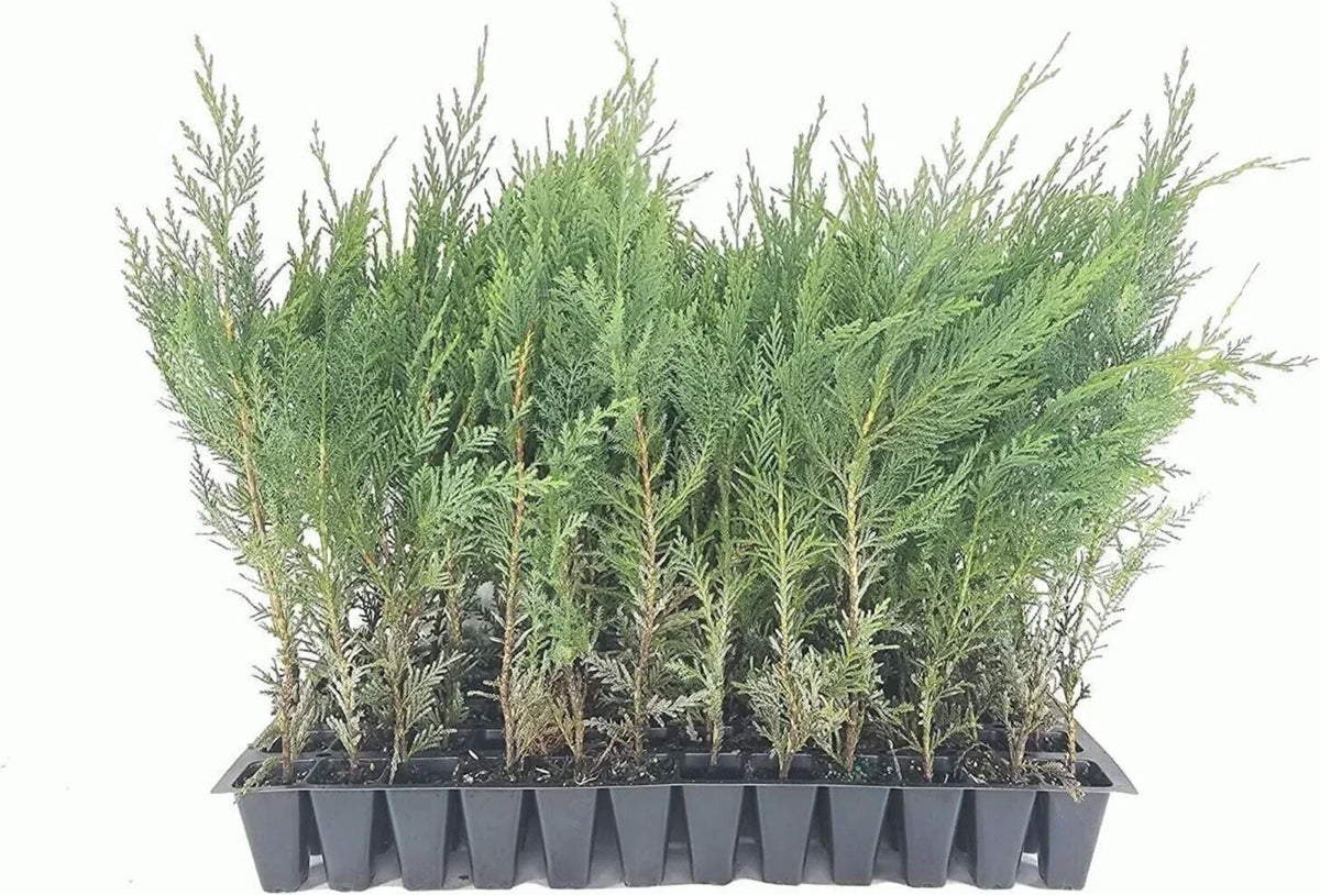 Murray Cypress Trees - 3 Live Plants - Upright Evergreen Privacy Screen - Cupressus macnabiana - Fast Growing, Hardy
