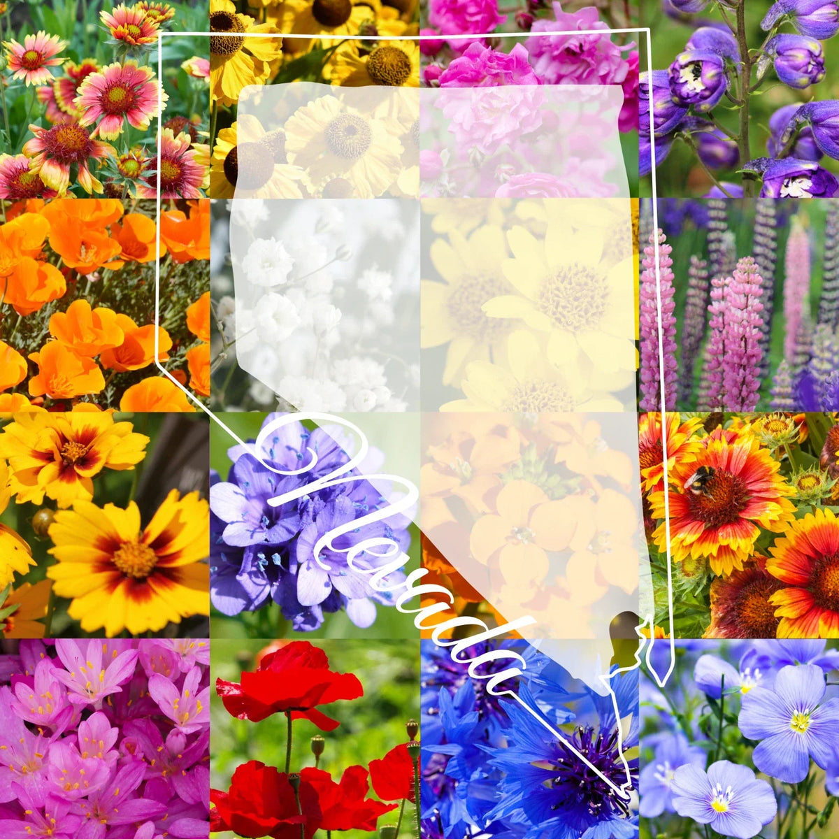 Wildflower Seed Mix 1/4 Pound Northern Nevada Colorful Blend - Covers 800 sq ft - Non-GMO, Attracts Pollinators, Various Species