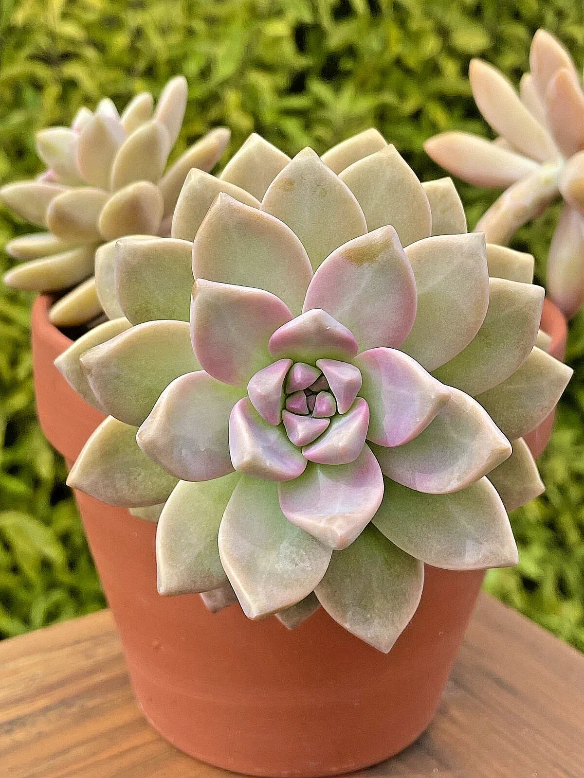 Rare Graptosedum Ghosty Succulent Unrooted Cutting 3-Inch Live Plant - Unique Ghostly Appearance (Graptosedum spp.)