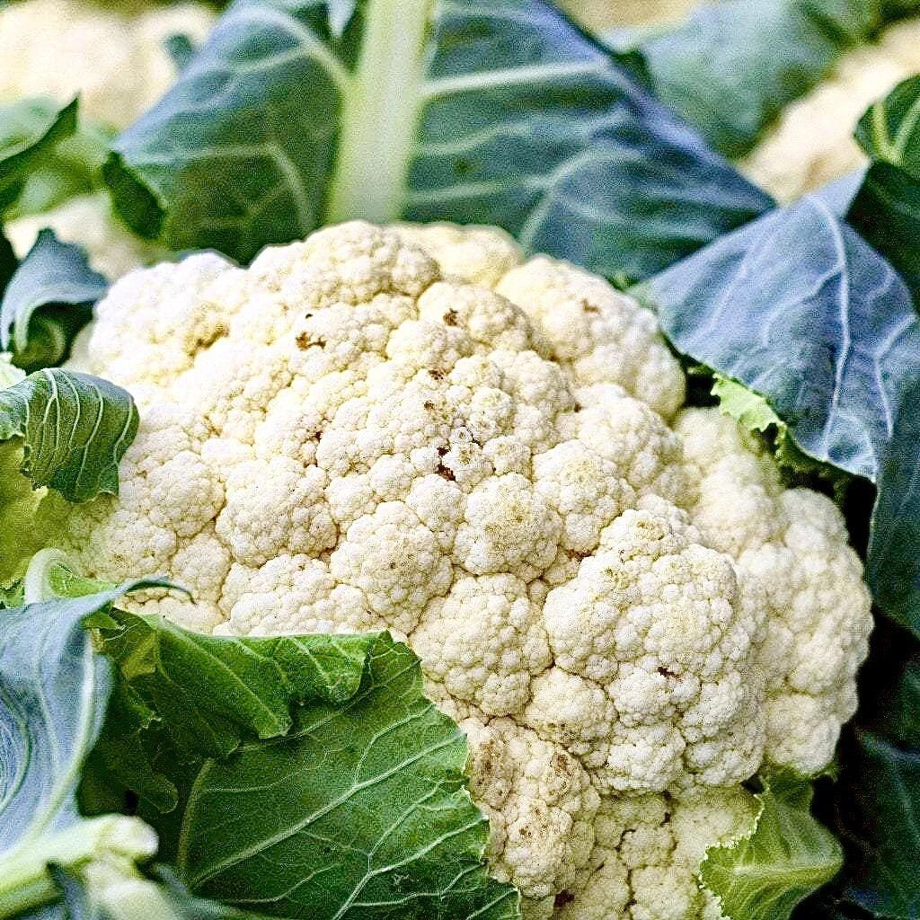 Cauliflower Seeds - 200+ Organic Non-GMO Snowball Self Blanching (Brassica oleracea) - Easy to Grow for Home Gardens