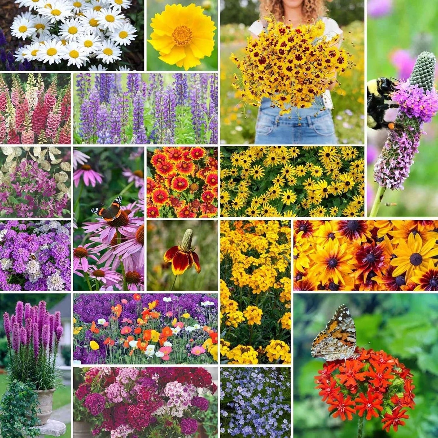 Perennial Wildflower Seeds 1/4 lb Mix, Native Blend for Pollinators, 120,000+ Seeds, Eco-Friendly Wildflower Mix