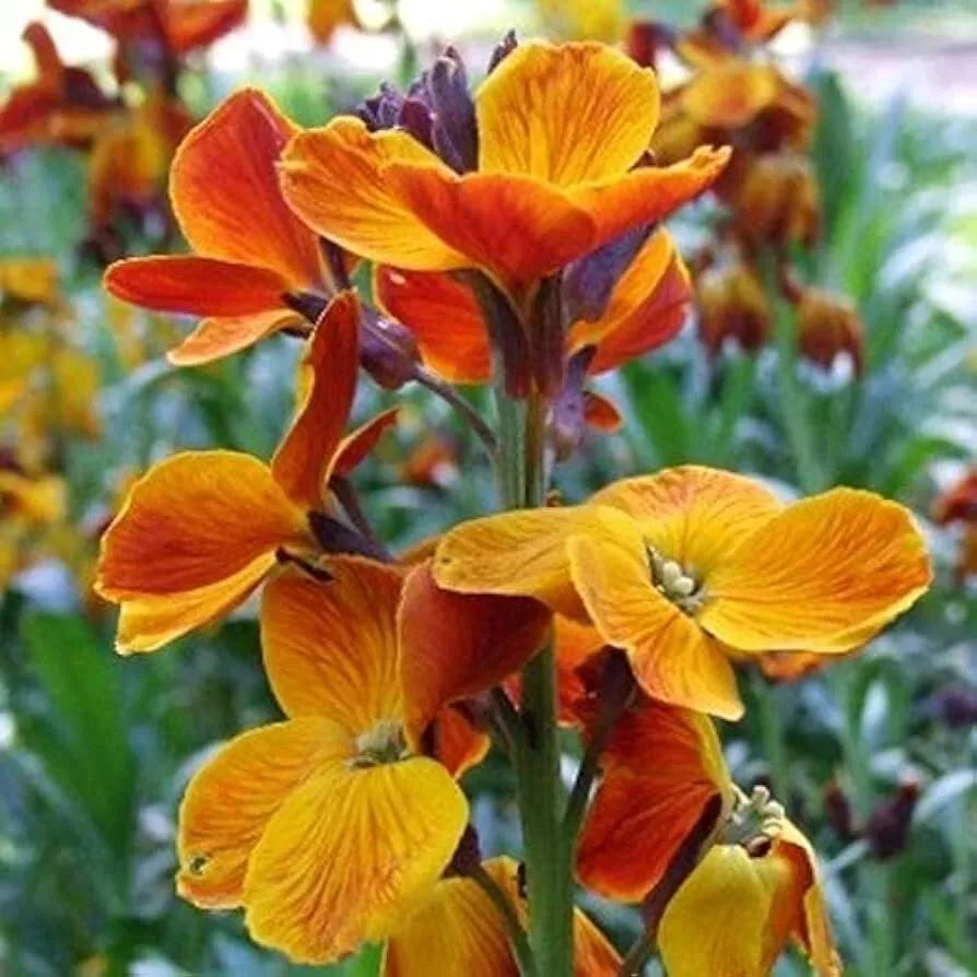 English Wallflower Seeds 150+ Pack, Butterfly Attracting, Cheiranthus Cheiri, Fragrant Colorful Flowers, USA