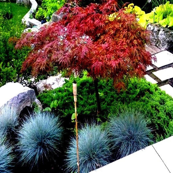 Dwarf Japanese Red Linear Leaf Maple Seeds - 5 Pack - Acer Scolopendrifolium - Bonsai Variety for Indoor Gardening