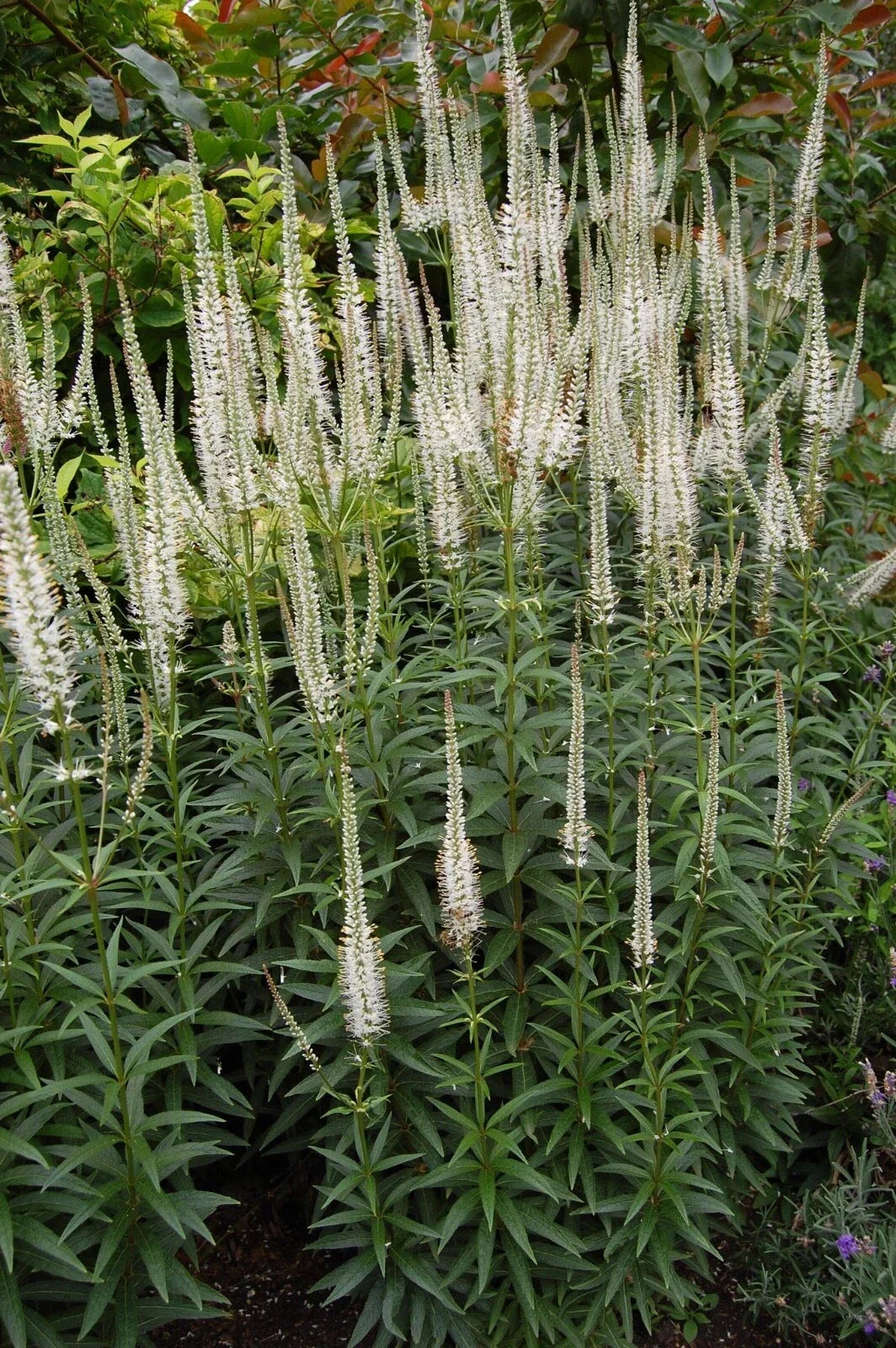 Culver's Root Live Starter Plant - Veronicastrum virginicum - Perennial Flower - Pollinator Friendly - Free Shipping Available