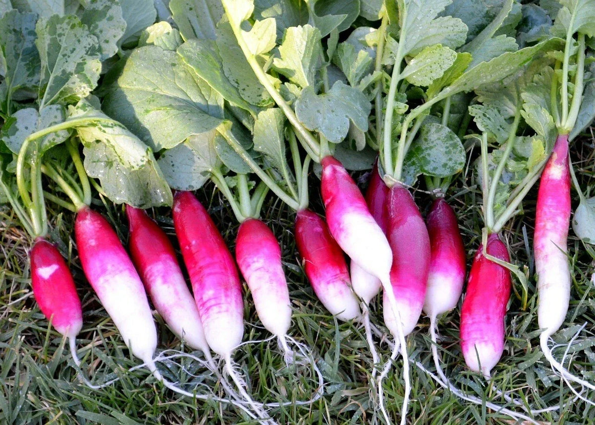 French Breakfast Radish Seeds 200 Ct - Non-GMO Vegetable Garden Seeds - Raphanus sativus - Fast Growing & Crisp Flavor