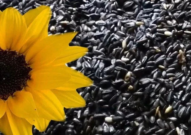 25+ Heirloom Black Oil Sunflower Seeds - Non-GMO - Helianthus annuus - Attract Birds & Pollinators - Easy to Grow