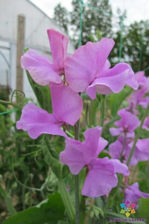 Marion Sweet Pea Seeds - 50+ Pack - Lathyrus odoratus - Fragrant Annual Flowering Vine for Garden Planting