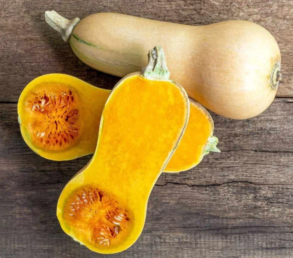 Waltham Butternut Winter Squash Seeds - 20 Premium Non-GMO Seeds - Cucurbita moschata - Ideal for Home Gardens