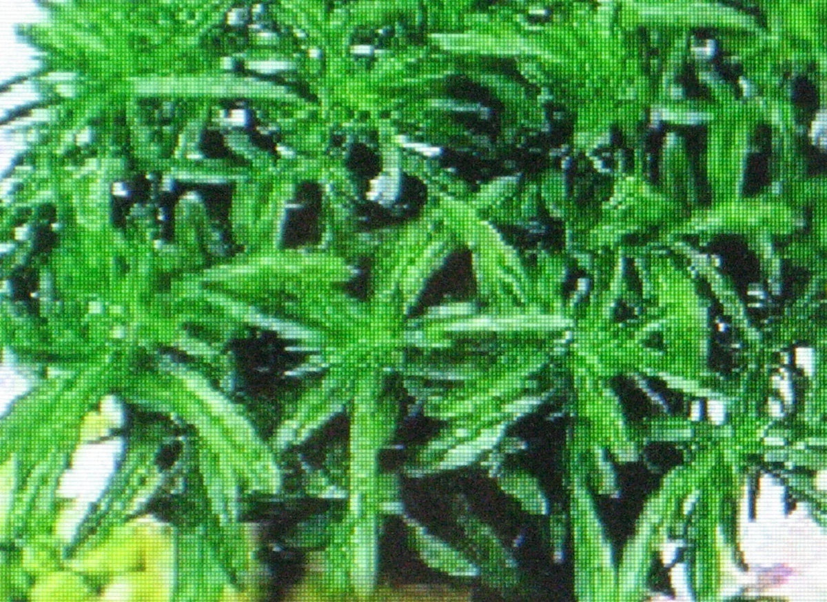 Savory Herb Seeds - 100 Pack - Medicinal Gourmet Flavor - Satureja hortensis - Non-GMO Culinary Garden Seeds