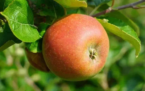 Marie Doudou Apple Seeds - 25+ Non-GMO Seeds for Gardening - Malus domestica - USA Quality, Free Shipping