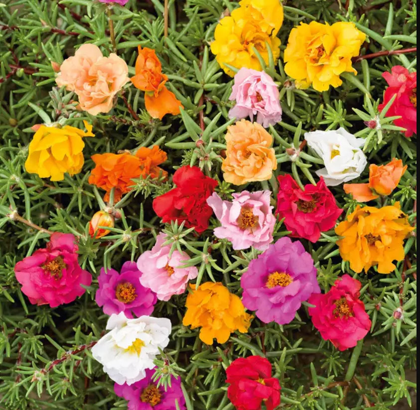Moss Rose Seeds 500 Count Double Mix Portulaca grandiflora Low-Growing Peony Blooms for Pollinators