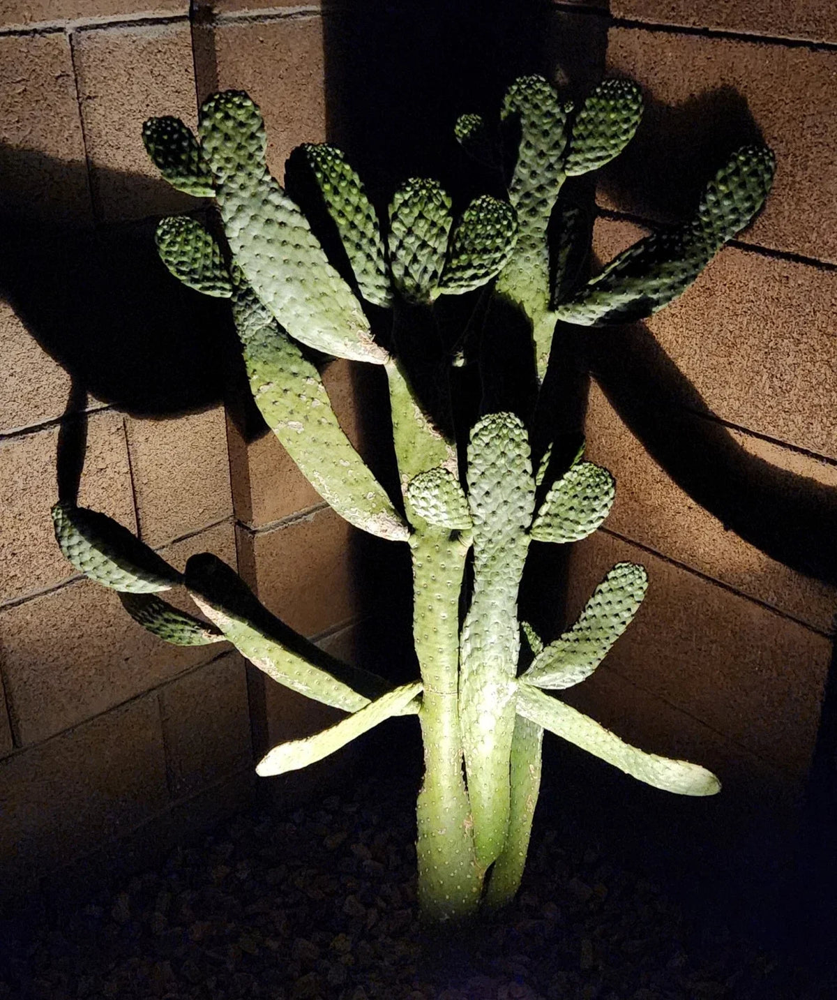Road Kill Cactus Live Pad Cutting (1) - Consolea Rubescens - Unique Succulent for Home Garden Decor, Easy to Propagate