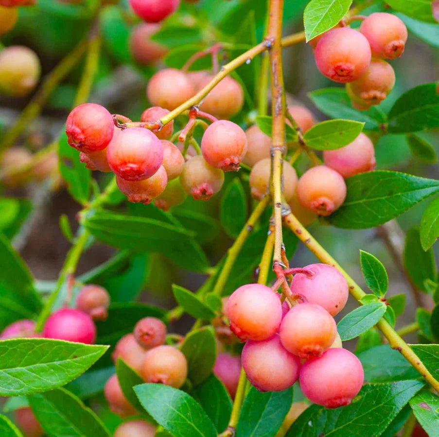 Set of 3 Live Pink Lemonade Blueberry Plants 4-6" - Vaccinium corymbosum - Edible Fruit Plants for Garden or Patio