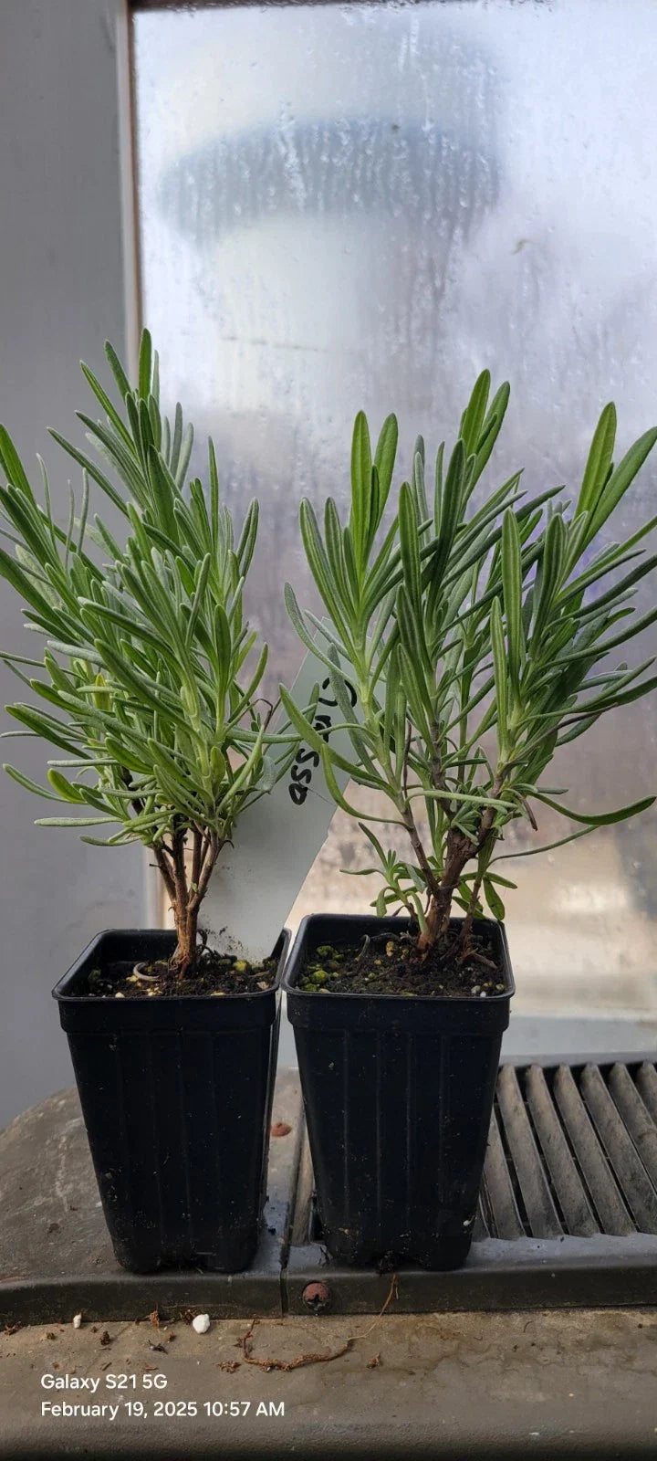 Lavender Grosso Live Plants, 3" Pots, Aromatic Herb, Lavandula x intermedia 'Grosso', Well Rooted for Spa Gardens