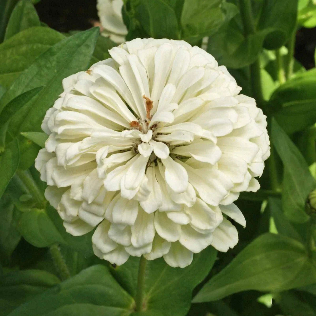 Polar Bear Zinnia Seeds 1/4 Lb - White Blooms - Zinnia elegans - Non-GMO Mylar Seed Packet - Everwilde Farms