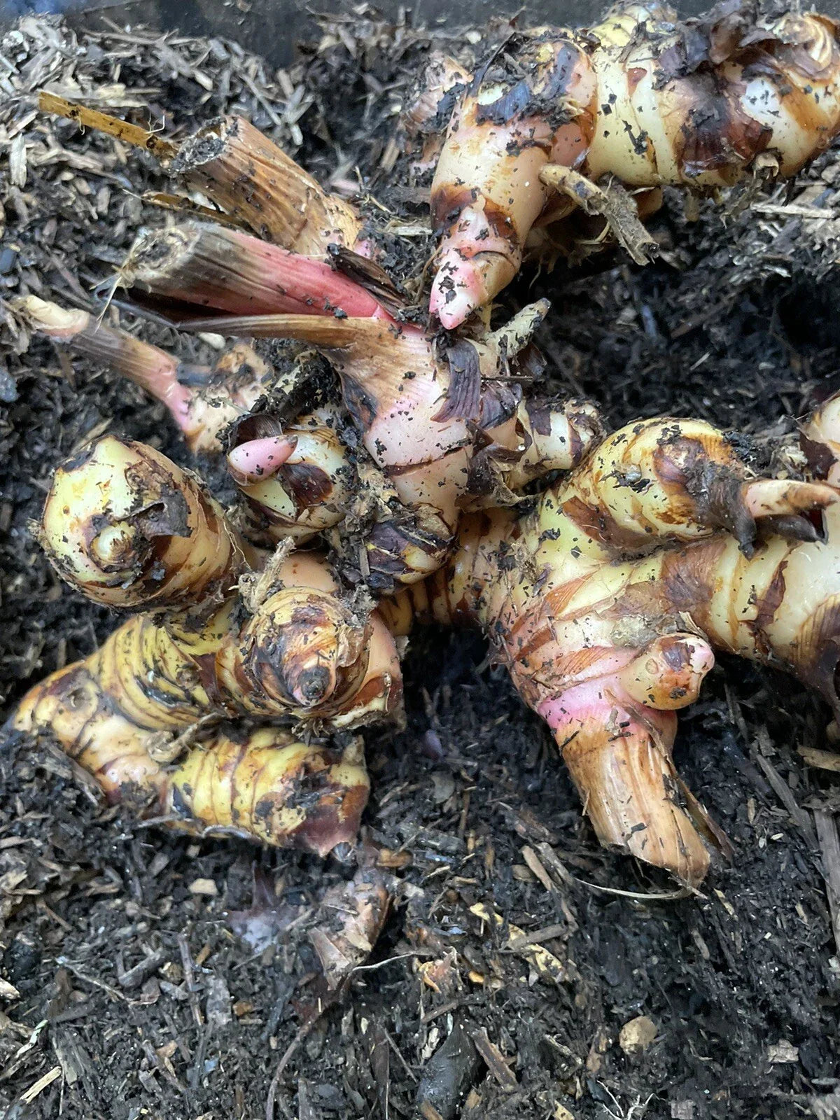 Galanga Roots 1 lb for Planting, Thai Ginger, Alpinia galanga - Fresh Rhizomes for Home Gardens, Aromatic Flavor, Non-GMO