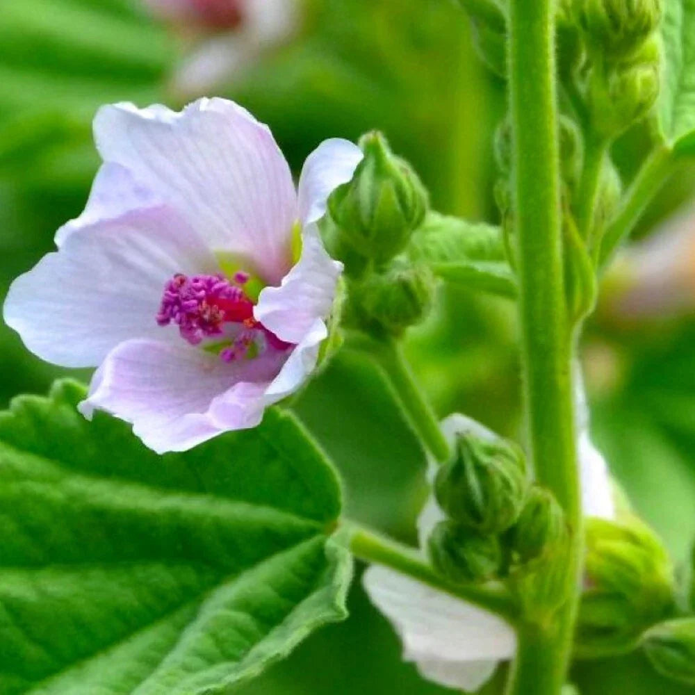 Marshmallow Seeds | Heirloom NON-GMO | Althaea officinalis | Fresh Garden Seeds for Culinary & Ornamental Use