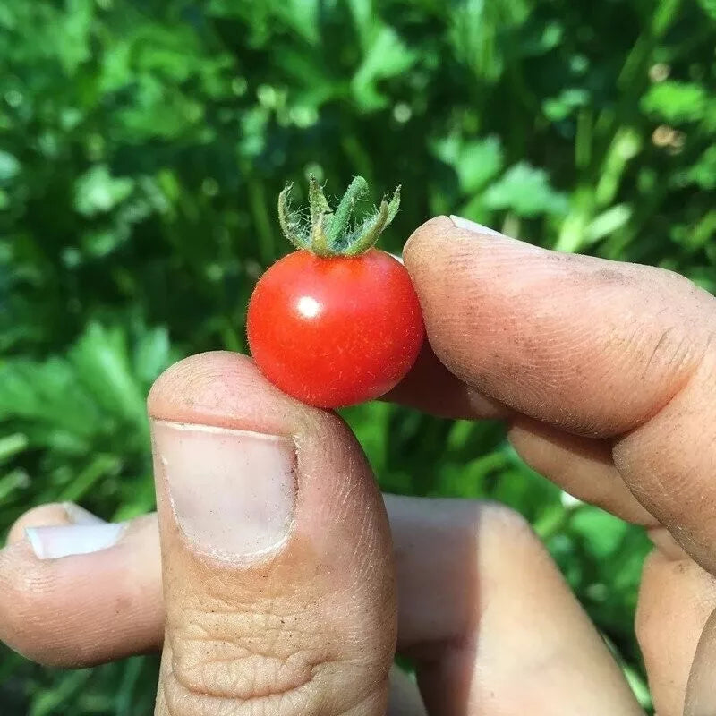 Red Currant Tomato Seeds - 10+ Organic Heirloom - Solanum lycopersicum - Non-GMO, Perfect for Container Gardening