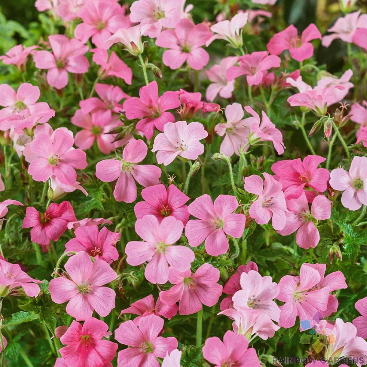 25+ Rose Clair Geranium Seeds, Pelargonium x hortorum, Vibrant Pink Flowers for Garden Planting, USA Grown