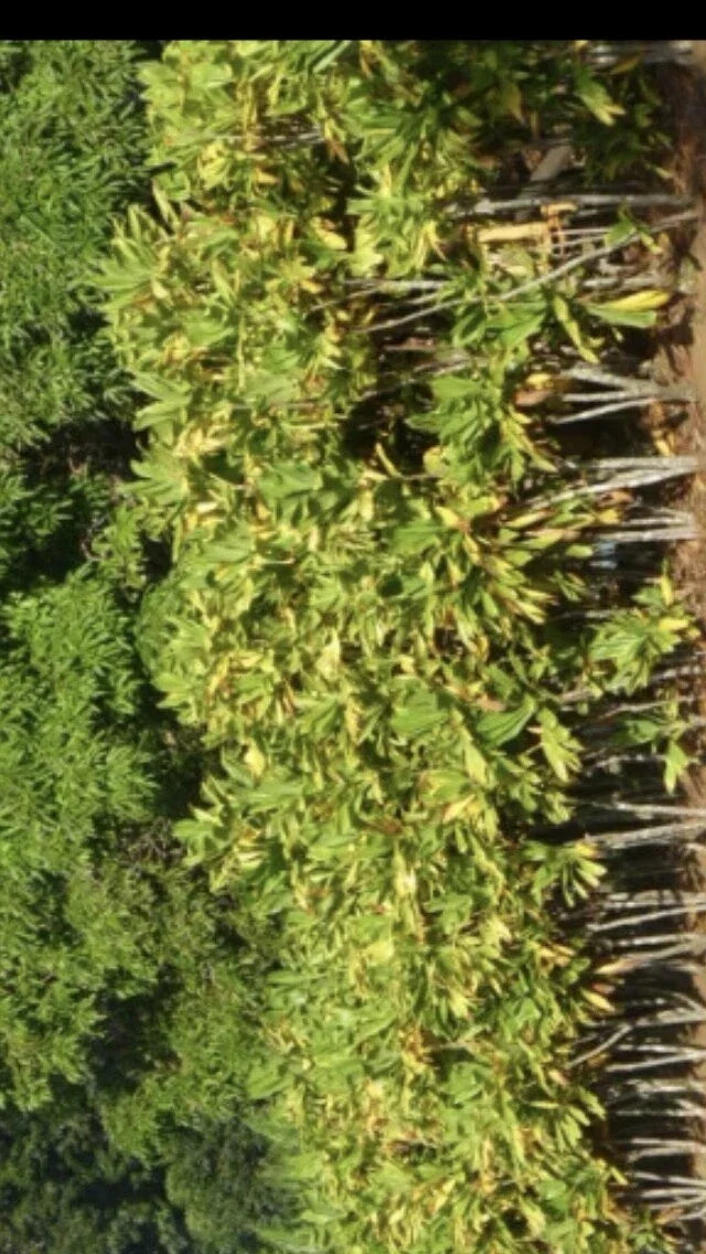 Cordyline Fruticosa Cuttings - 24 Large Green Hawaiian Ti Good Luck Plant Logs for Propagation and Tropical Gardening