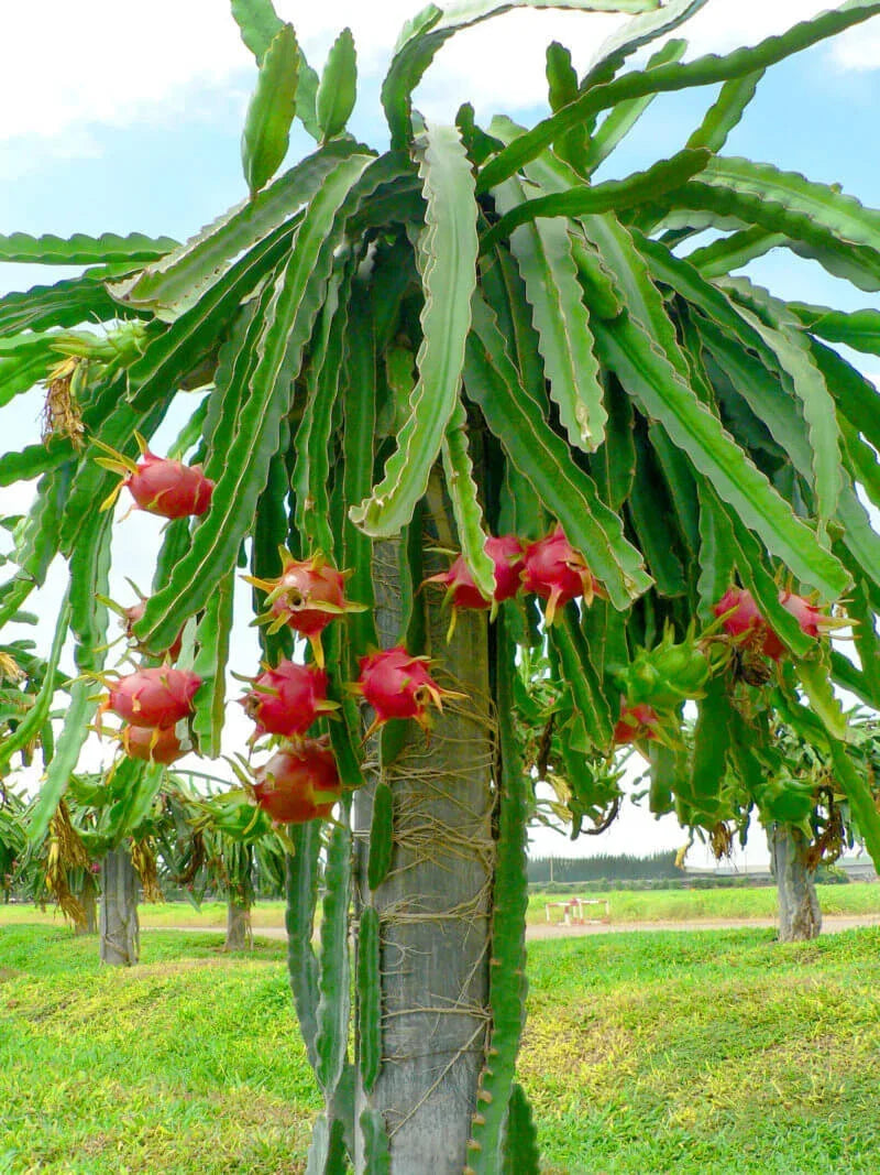 4'' Dragon Fruit Cactus Cutting, White Flesh Pitaya, Hylocereus undatus, Edible Plant for Home Garden