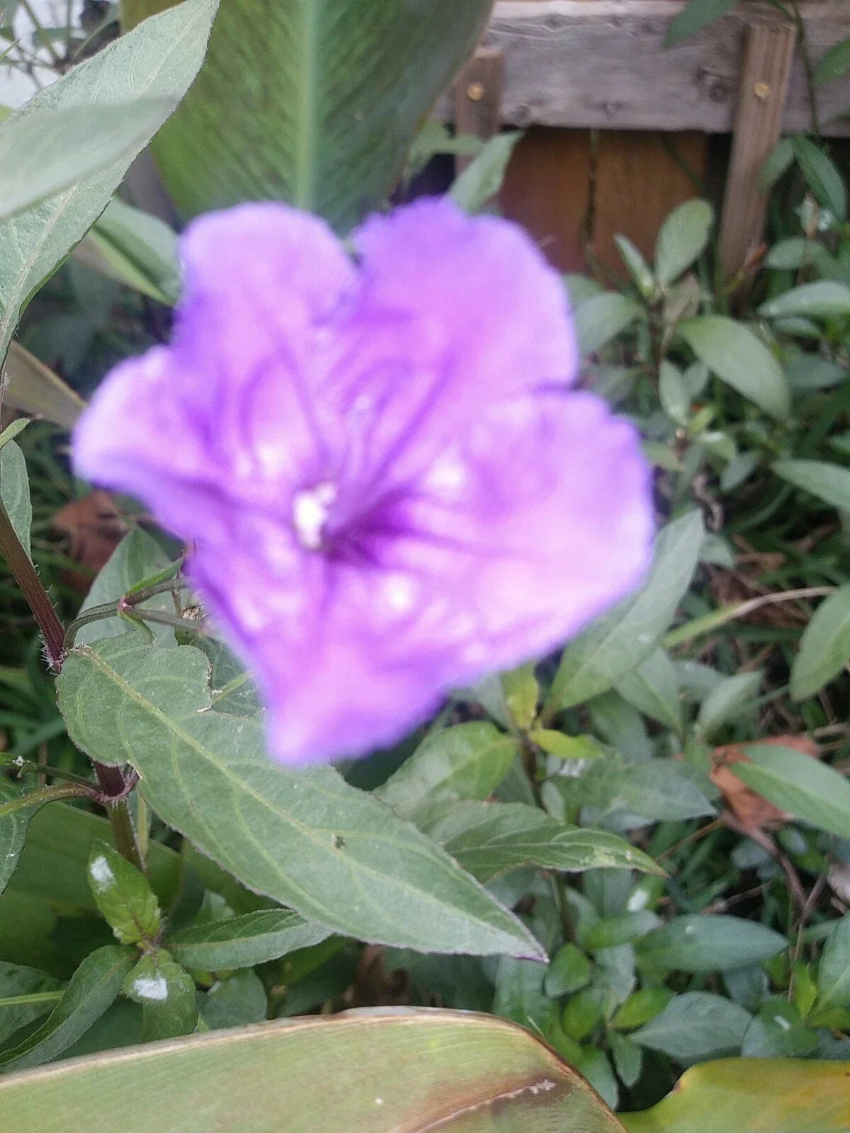 96 Fresh Bare Root Mexican Petunia Plants - Ruellia simplex - Vibrant Purple Flowers for Garden, Landscaping, or Containers