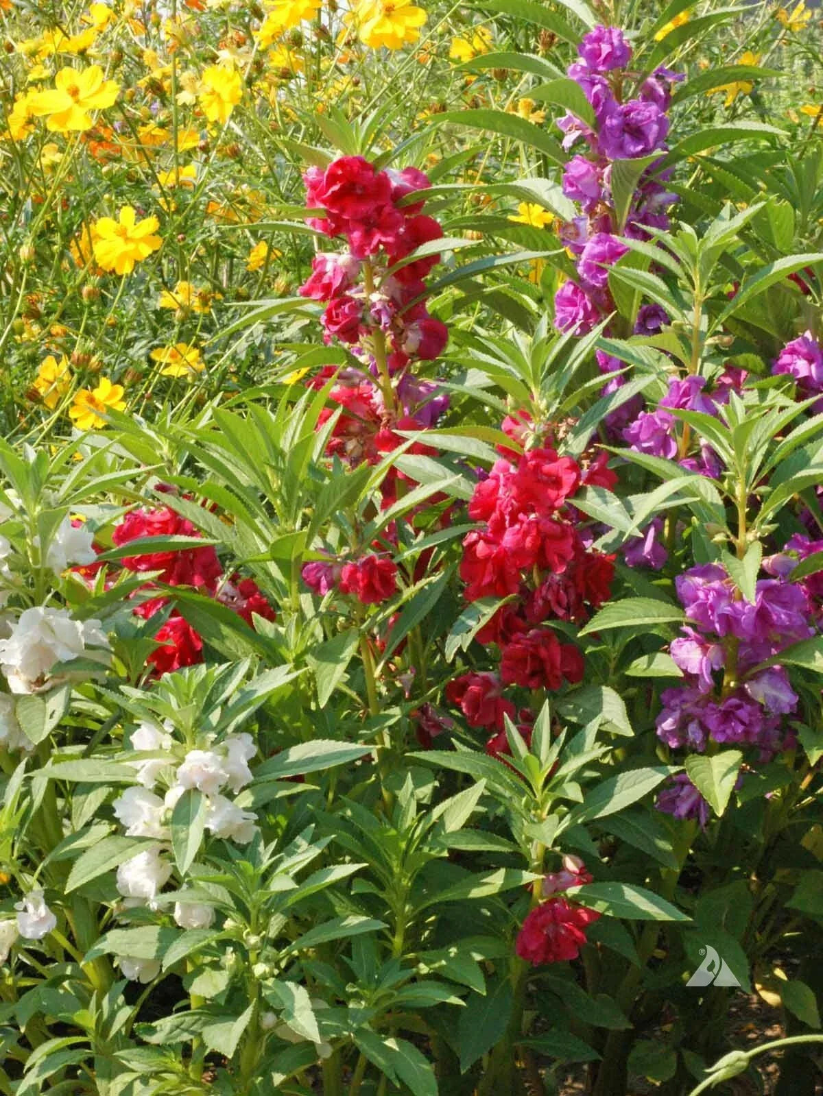 Balsam Seeds 1/4 LB Flowered Mix Touch Me Not Impatiens Balsamina Non-GMO Easy to Grow Annuals for Garden and Containers