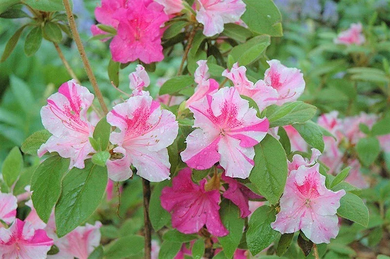 Encore Autumn Twist Azalea Starter Plant - Well-Rooted Rhododendron 'Autumn Twist' - Deciduous Flowering Shrub in 1-Gallon Container