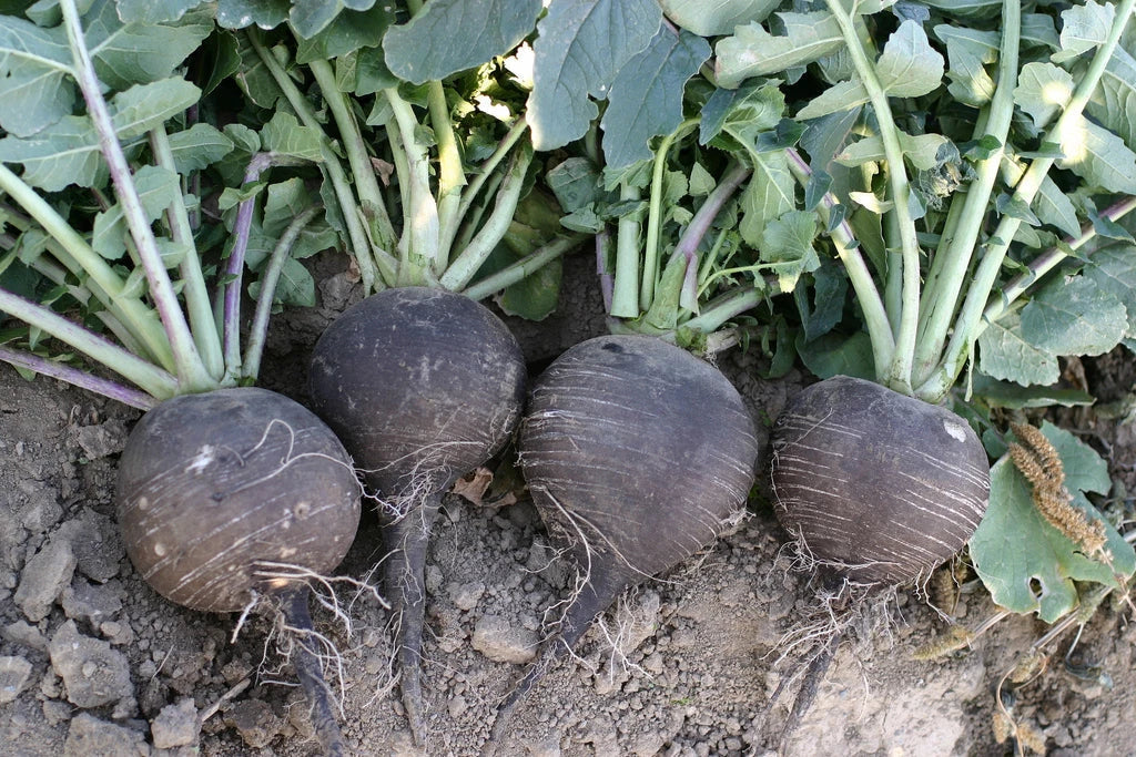 Black Spanish Radish Seeds - 320 Count - Giant 3-4" - Raphanus sativus - Non-GMO for Home Garden & Culinary Use