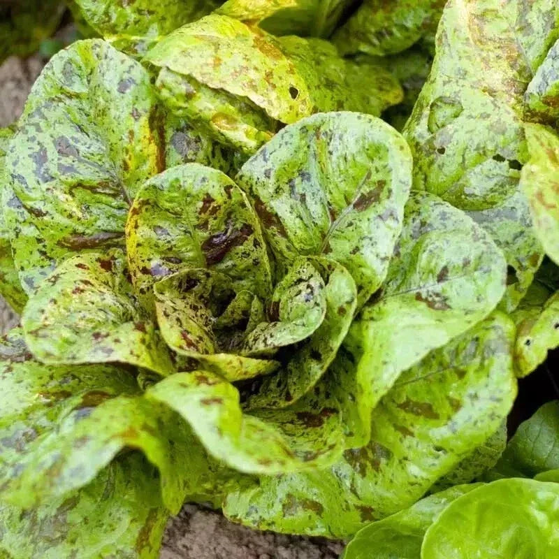 Freckles Romaine Lettuce Seeds - 1000+ Organic Non-GMO Heirloom - Lactuca sativa - Perfect for Fresh Salads and Garnishes