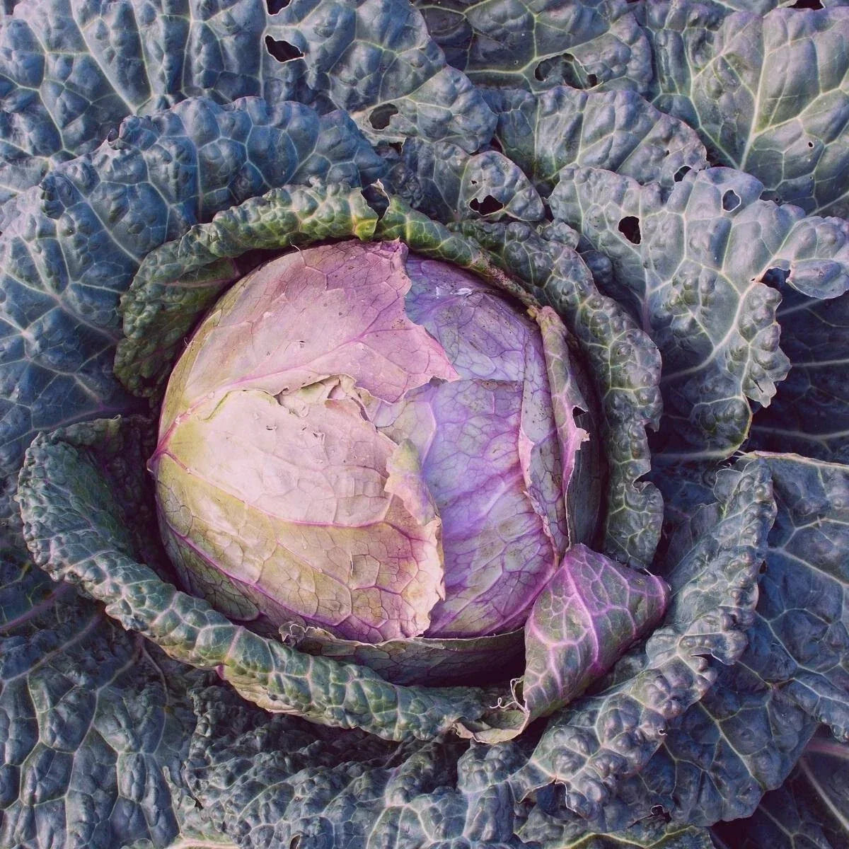 Purple Savoy Cabbage Seeds - 300+ Heirloom NON-GMO Vegetable Seeds - Brassica oleracea - Vibrant & Nutritious Garden Variety