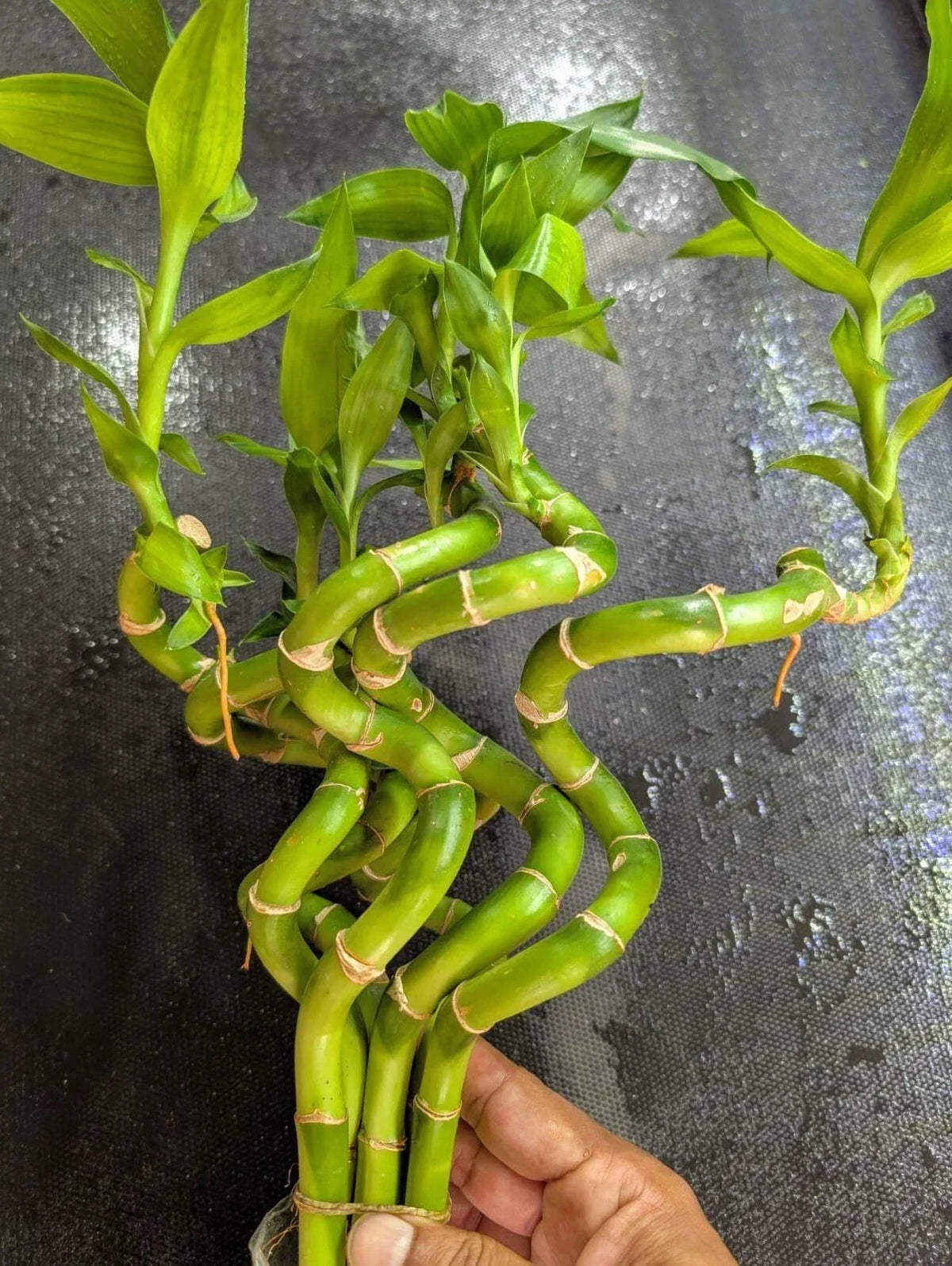 Curly Bamboo Live Plants 3 XL 12"-20" Dracaena sanderiana Aquatic Plant for Aquarium Pond