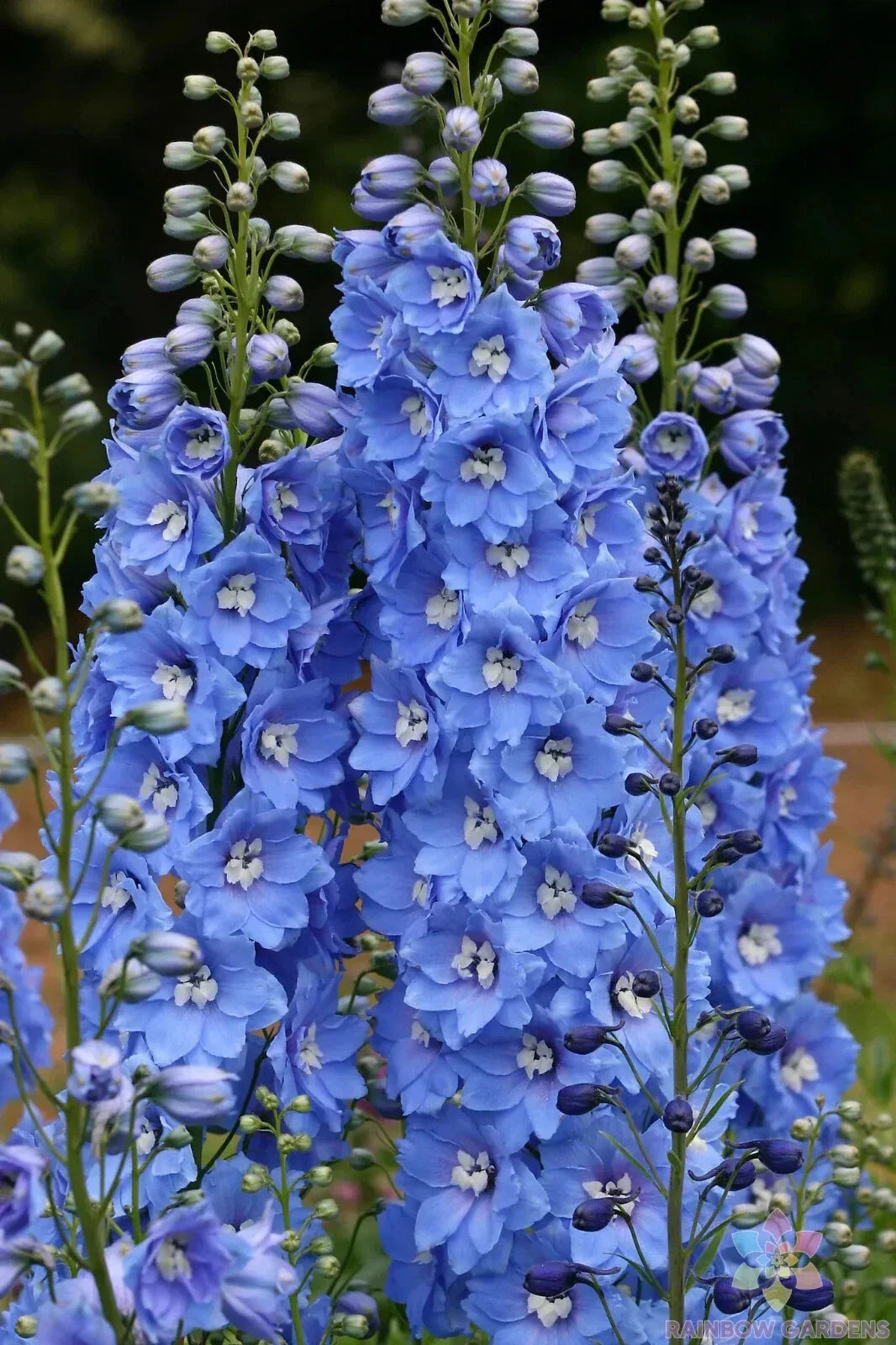 Delphinium Seeds - 200+ Sunny Skies Variety - Delphinium elatum - Vibrant Flowering Plants for Garden - USA