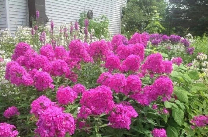 Tall Garden Phlox Plants 3-Pack - Fragrant Butterfly-Friendly Blooms - Phlox paniculata - Spring 2025 Shipping