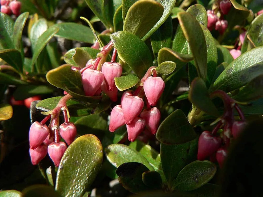 Bearberry Seeds for Planting - 30 Seeds, Attractive Red Berries, Ground Cover, Arctostaphylos uva-ursi