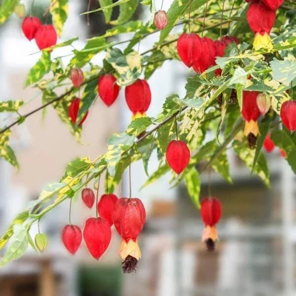 Abutilon Chinese Lantern Plug - Live Flowering Plant Starter - Bright Orange to Red Blooms - Abutilon hybridum